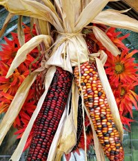 Bitcorn Harvest #3