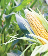 Bitcorn Harvest #1